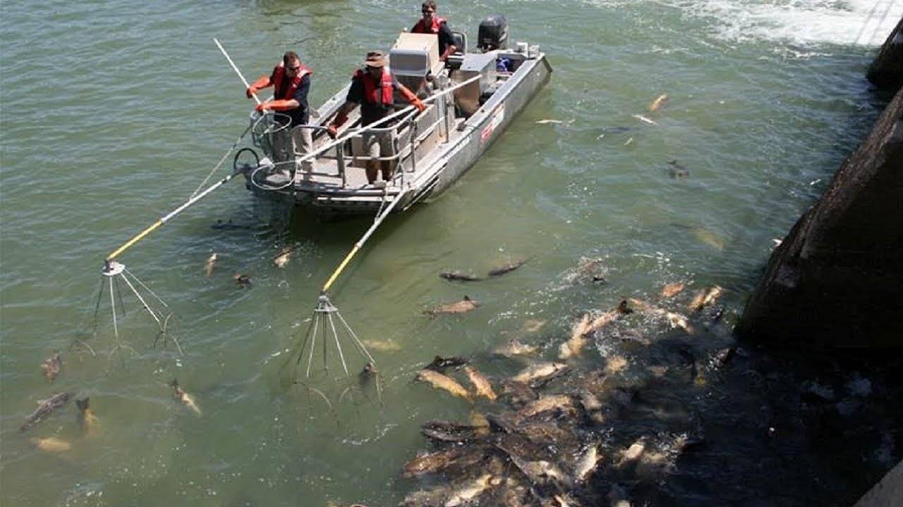 电鱼的危害有多大威力堪比绝户网有人被罚157万巨款