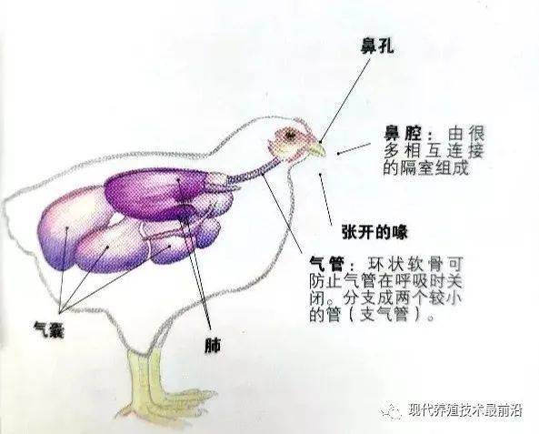解剖学结构鸡的肺小且不能扩张.与哺乳动物不同,鸡的肺终止于气囊.