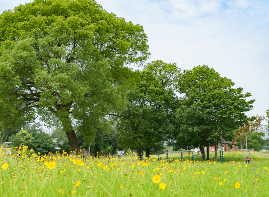 38个景观项目190万平方米绿化