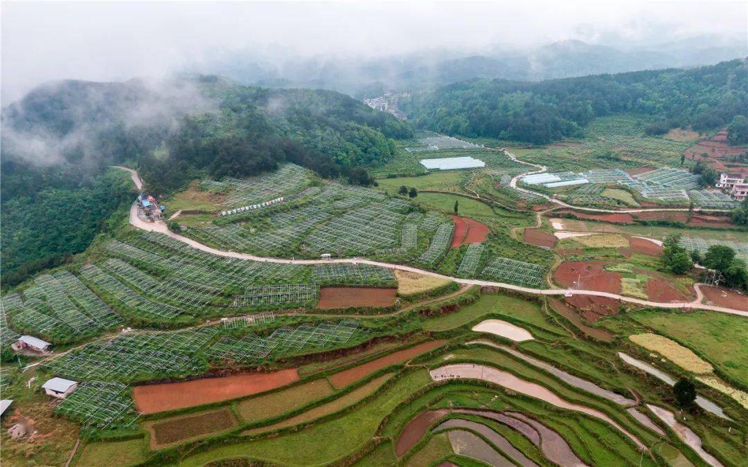 乡村振兴丨大坪乡川硐村大五星枇杷迎来采摘期