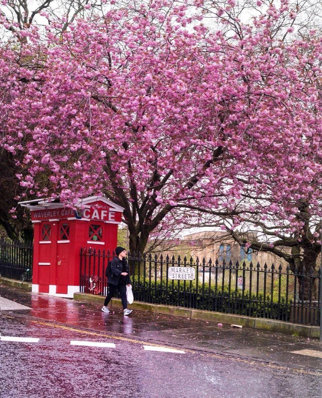 迟来的爱丁堡春天,美到想定格它的所有瞬间_英国