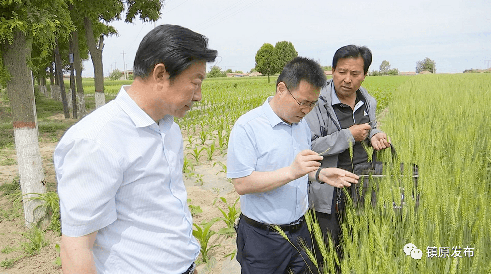 镇原县副县长冯毅调研督查全县小麦条锈病防治工作
