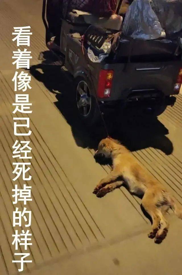 云南急死人了这条小狗被三轮车拖行已经双目紧闭四肢流血奄奄一息