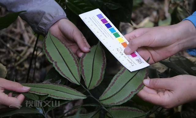 迎接cop15麻栗坡發現隱世百年尖葉蓮座蕨