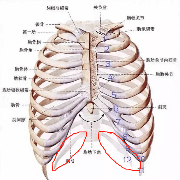 杨幂与前度复合 怎么大家都同意啊 肌肉