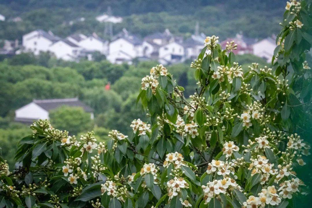 盛夏光影里 木荷花开 自然保护区