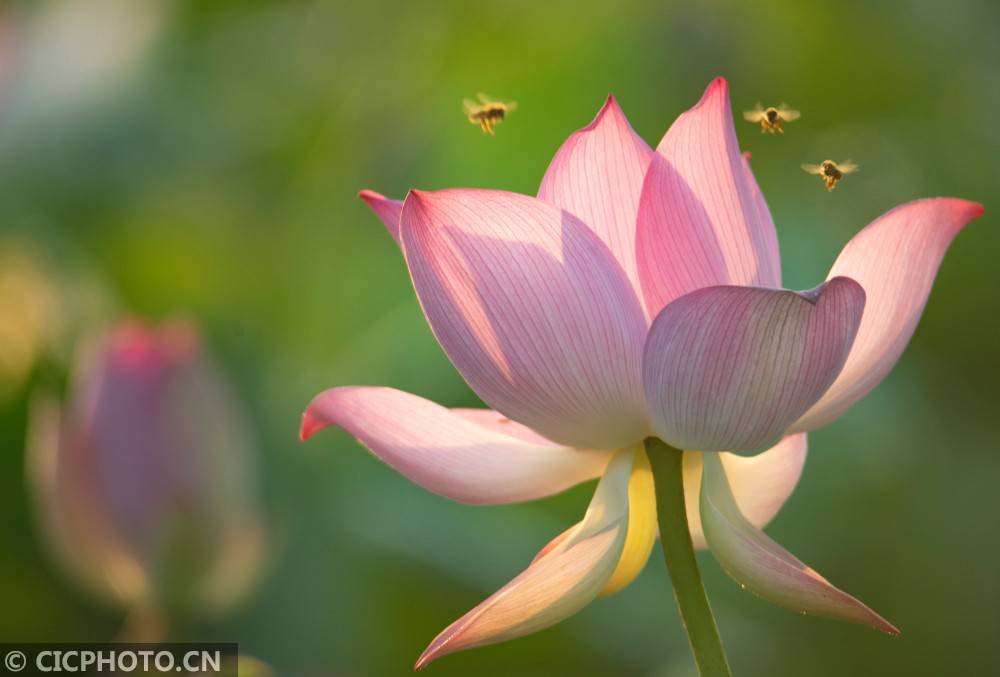 2021年6月3日,海南省琼海市龙寿洋万亩田野公园,蜜蜂在荷花上采蜜.