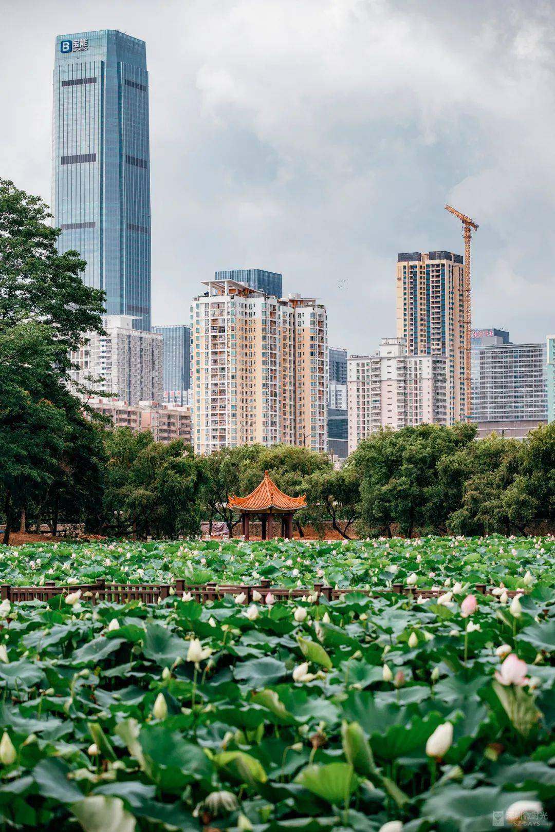 深圳赏荷地图来了别再只知道洪湖公园