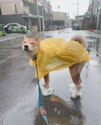 柴柴眯眼享受下雨天,网友却笑翻:这狗长得真好笑!