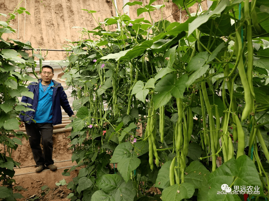 于海波大棚换茬时种上了3个大棚的芸豆,芸豆上架后注重坚持促进花芽