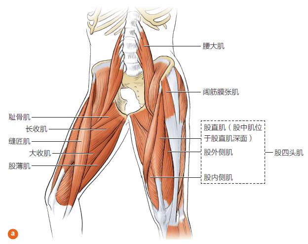 大腿后面肌肉名称图片