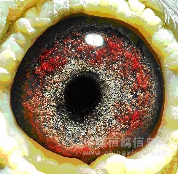 乌眼砂:底砂,面砂均为黄色绿色二种色调组成,属于黄绿微黑色砂型.(白.