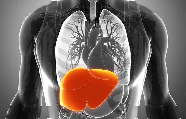 夏主生长,入夏后浑身没劲注意补补肝,排出肝毒整年不生病!_肝脏