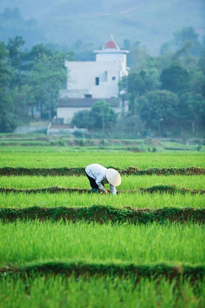 渌沼莲花放,炎风暑雨情.僧笠归花外,渔舟系柳边.
