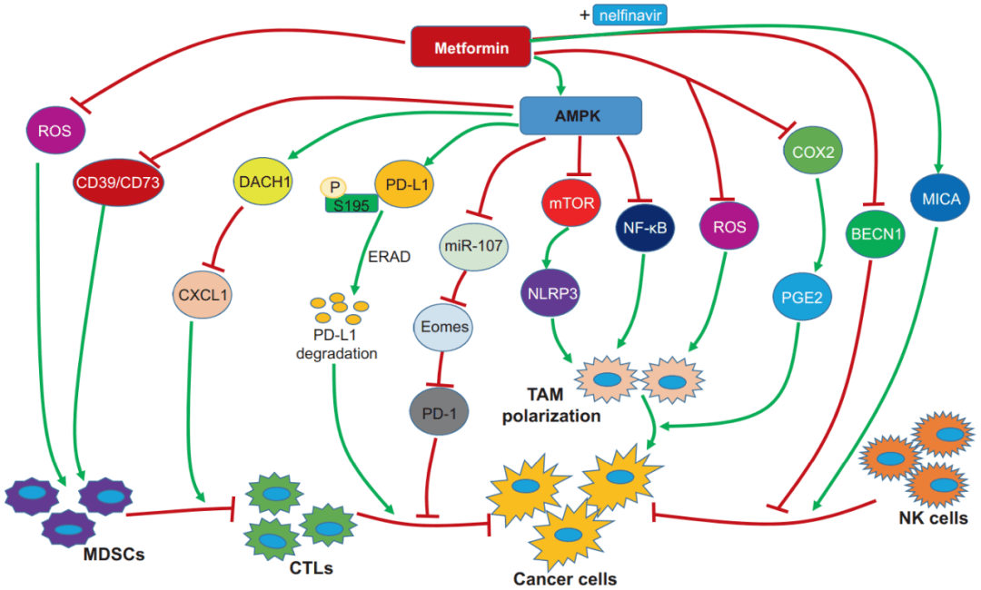 二甲双胍调节抗肿瘤免疫的机制