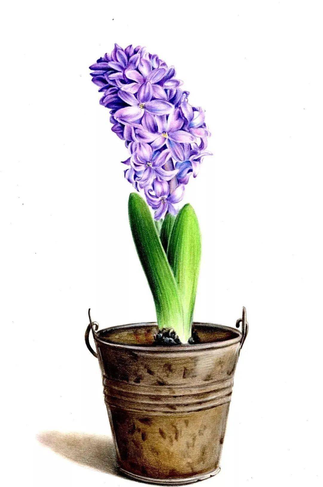 彩铅教程风信子