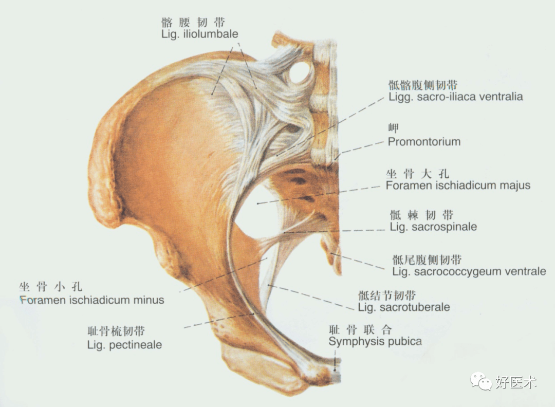 90条韧带的精细解剖起止点及分布走形收藏走起
