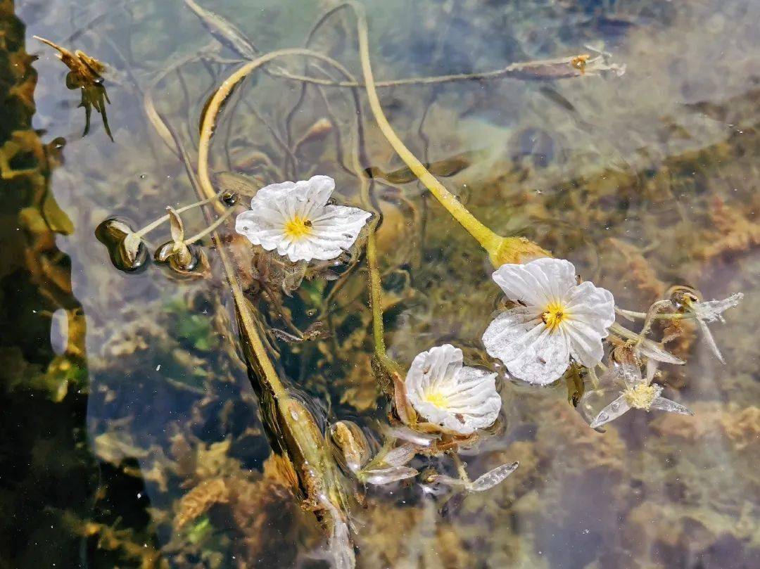 文旅四川在海藻花开的季节来泸沽湖看海