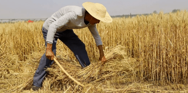 占据了日常挥汗如雨卸麦,堆麦,打麦,扬麦···割麦,捆麦,装麦,拉麦