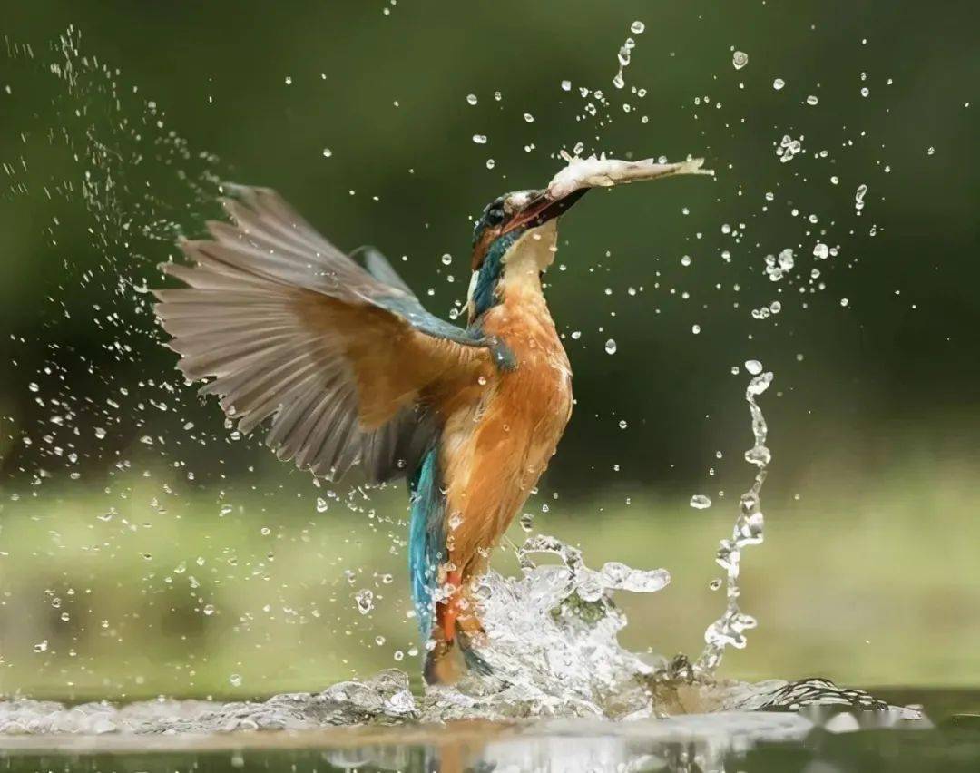 6年时间720000次快门只为拍到这一张照片