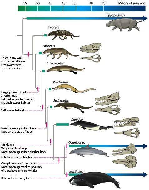 鲸鱼进化史总览