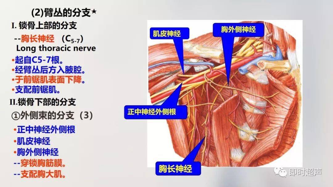 經典珍藏版70張超詳細上肢解剖圖示註解