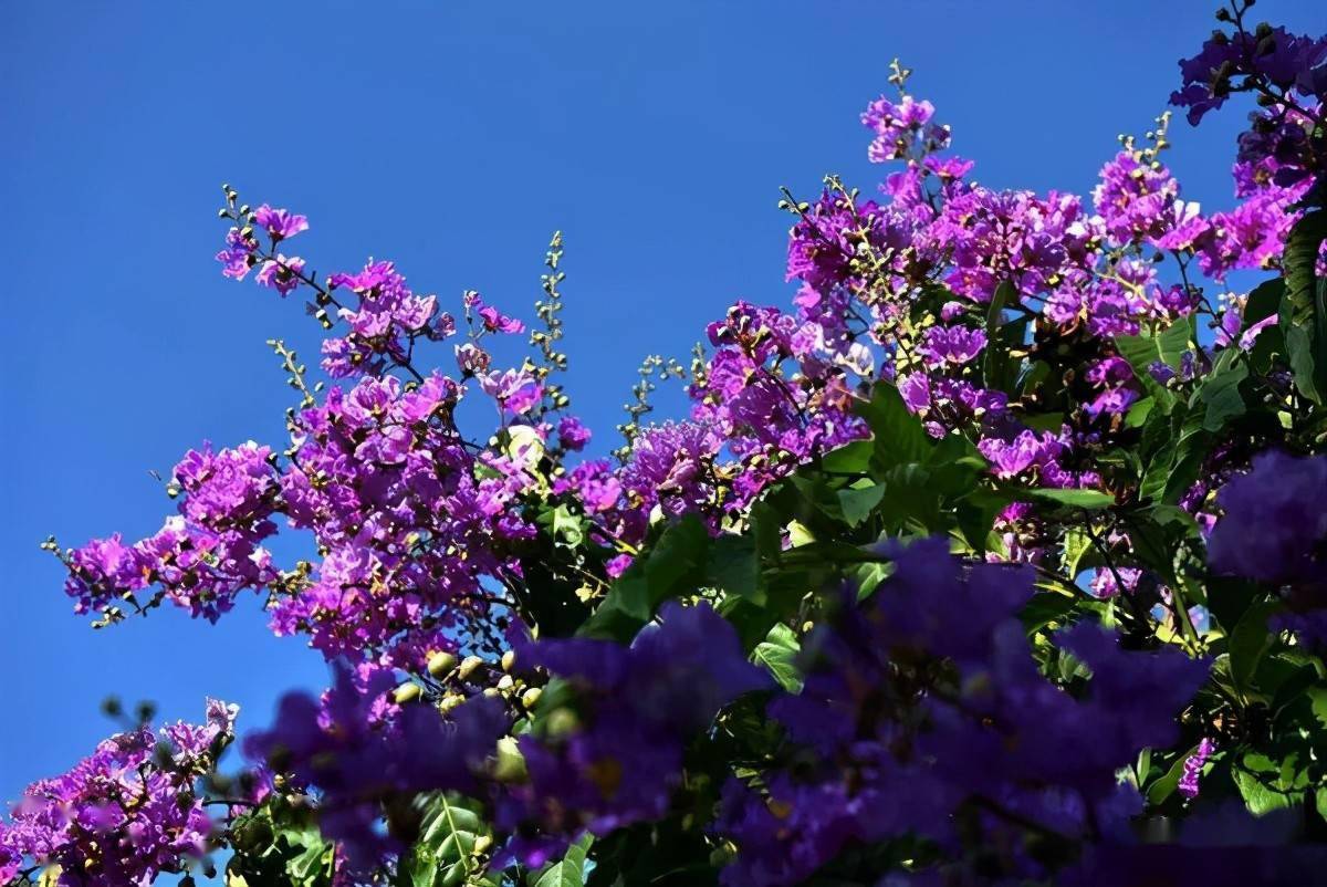 树上长紫色的花的树图片