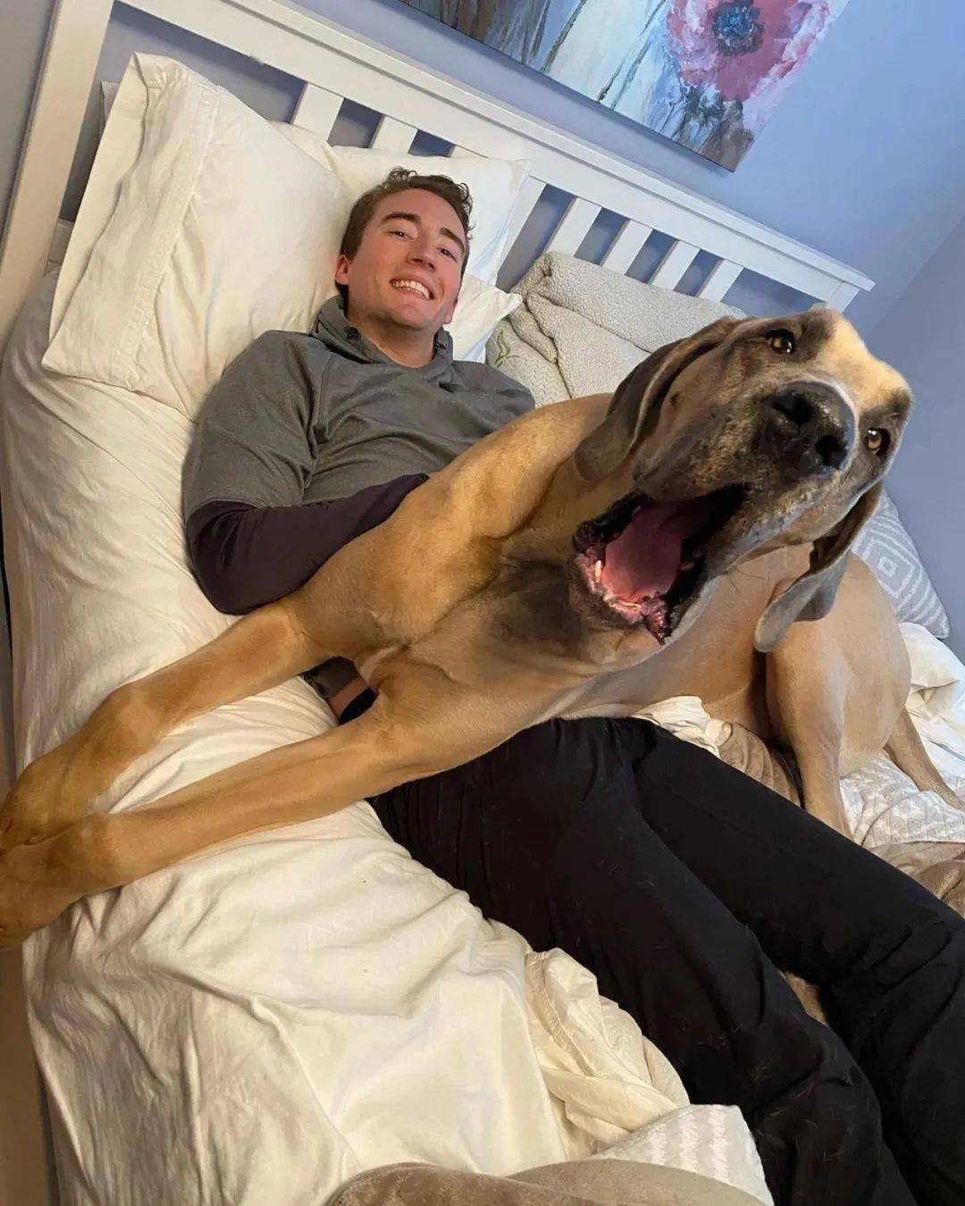 抱回家一只大丹犬宝宝就等着它长大后看门可结果