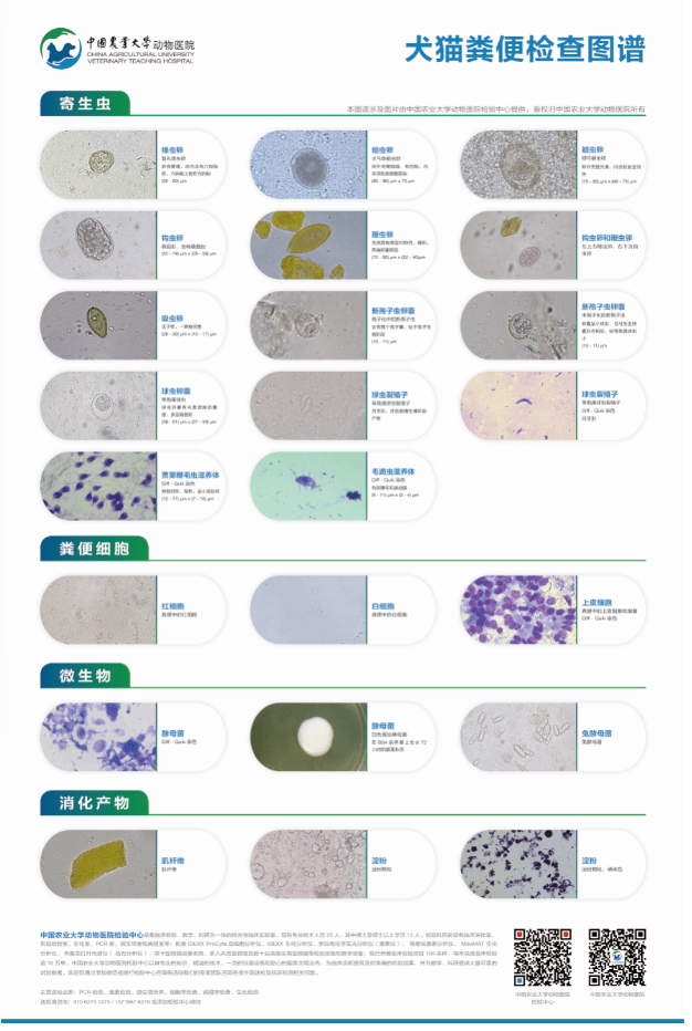 粪便镜检图谱解析图片