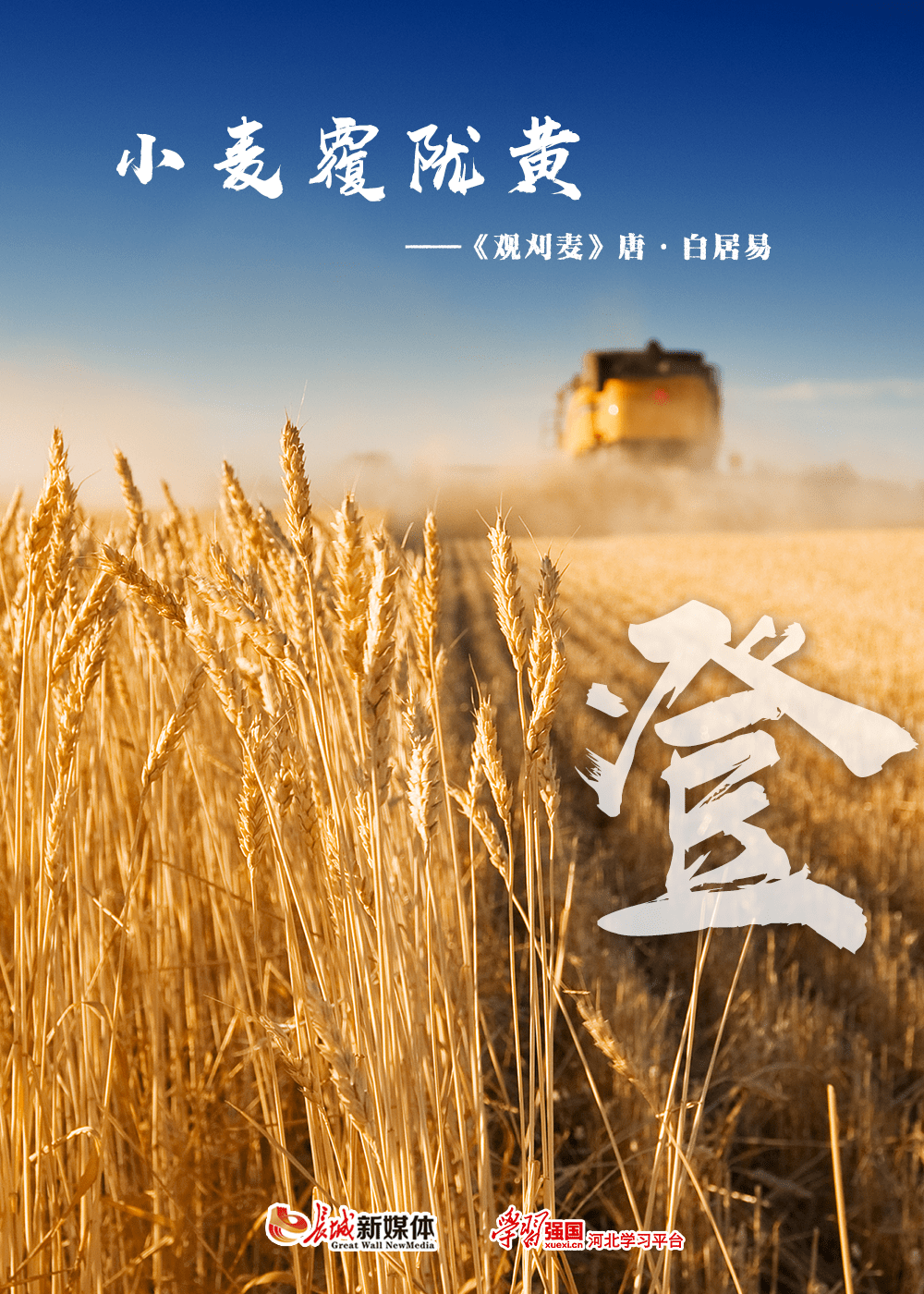 海报丨风吹麦浪,丰收可期!河北小麦开镰