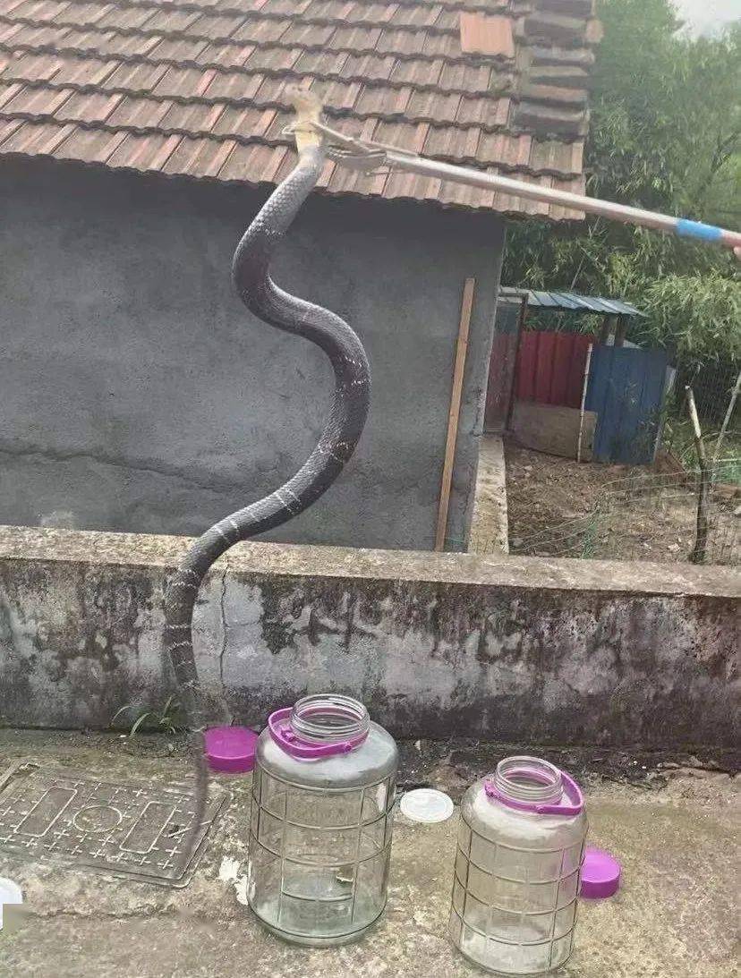 绍兴一户人家连抓一公一母两条眼镜蛇