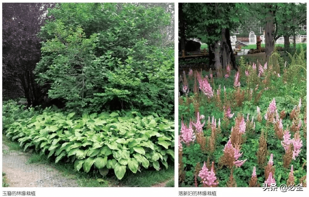 超全園林地被植物應用值得收藏