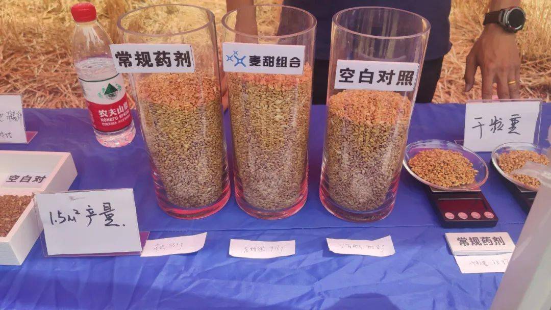 麦甜03:200g/l氟唑菌酰羟胺悬浮剂,是防治小麦赤霉病的一个全新作用