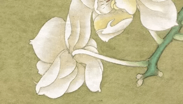 工笔白蝴蝶兰画法详细