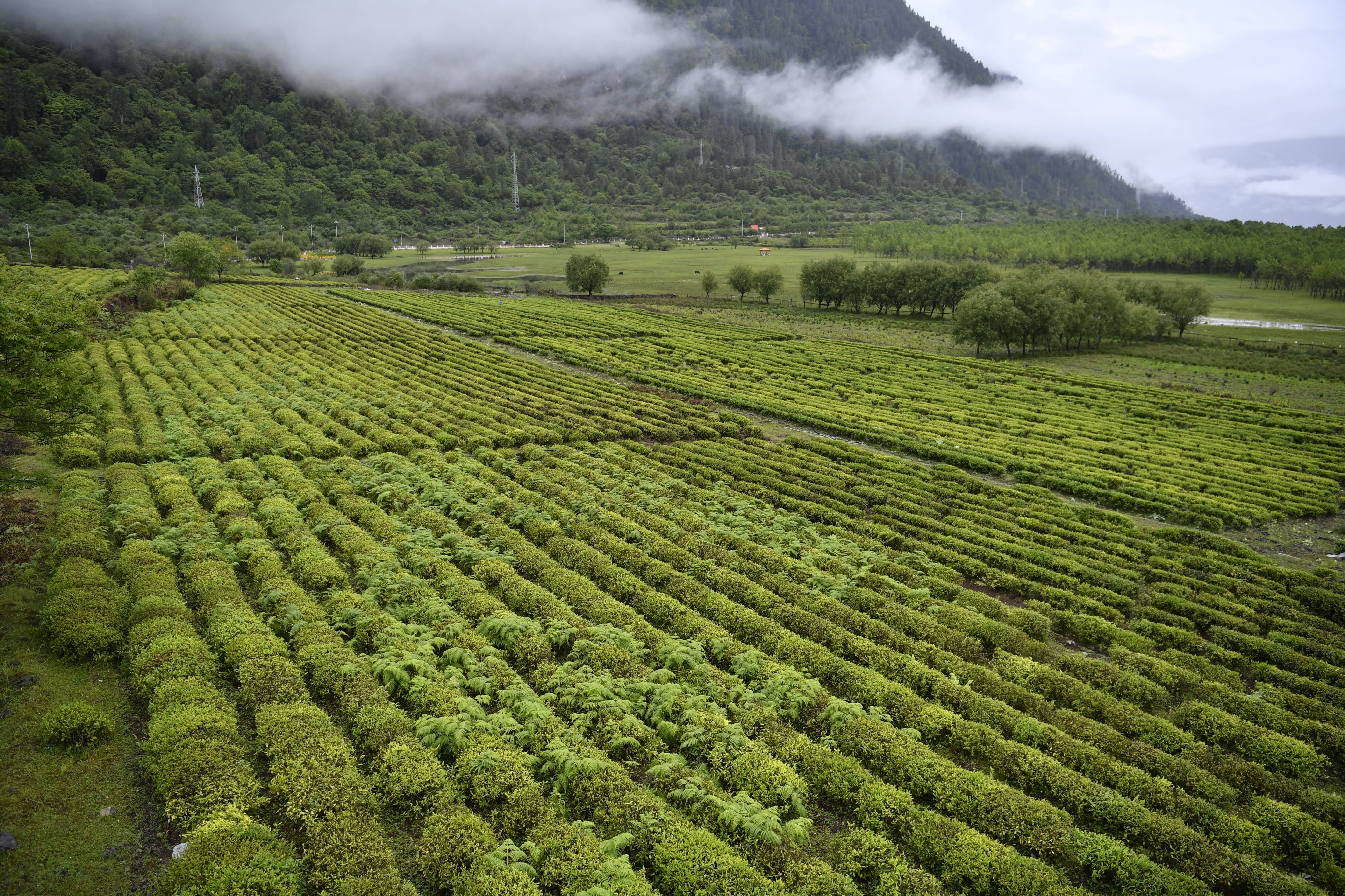 一抹茗香沁民心—跨越千年的茶叶天路之旅_西藏