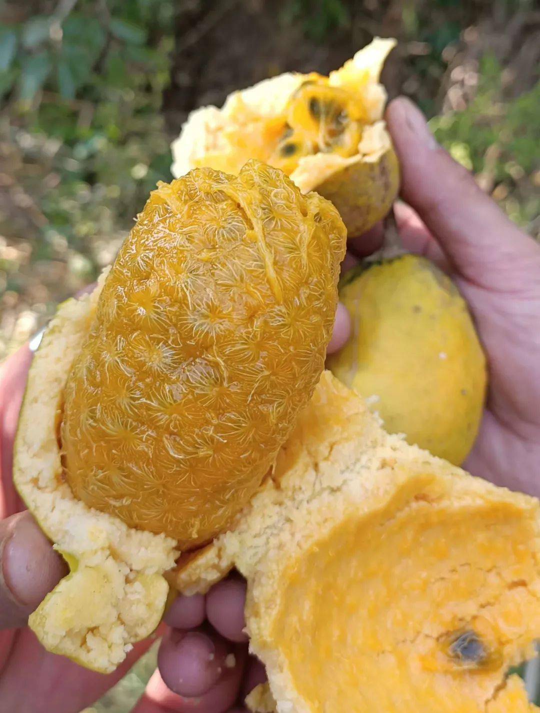 客家地区这些山货,有钱也难吃到了…_野果