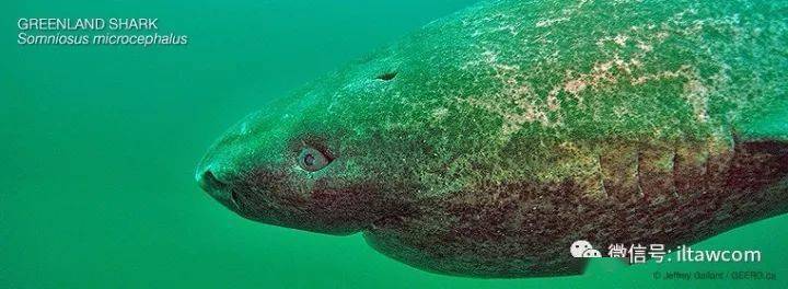 海洋科普1462小头睡鲨