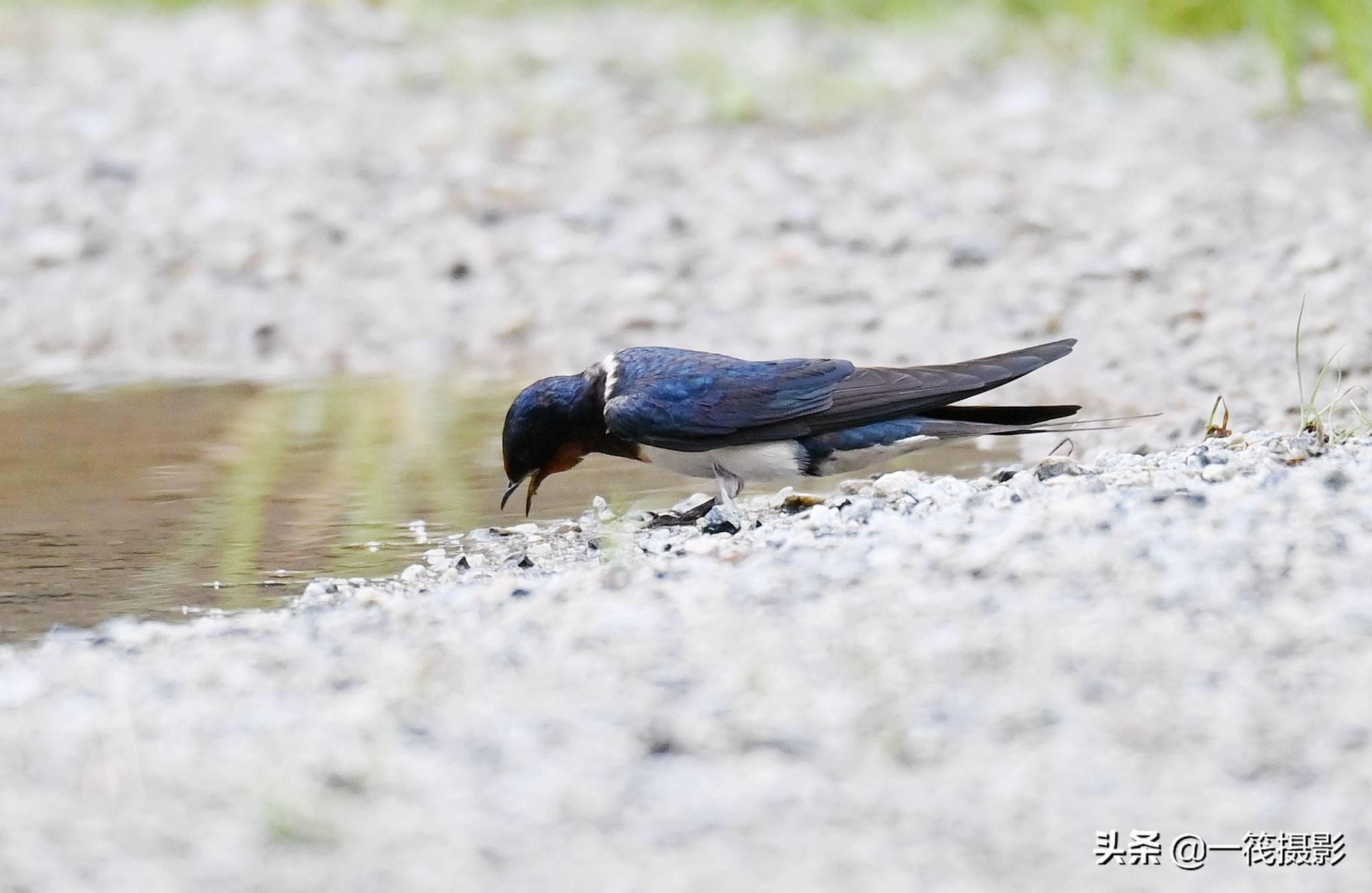 水边遇到衔泥燕