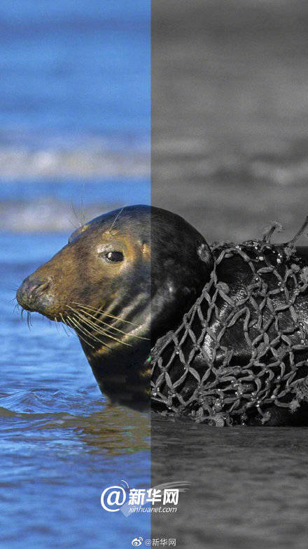 海洋生物|为海洋生物解绑 就是现在！