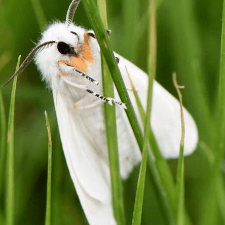 扬中人看到这种白蛾要警惕它能一夜之间吃光100亩树叶子