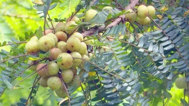 客家地区这些山货,有钱也难吃到了…_野果