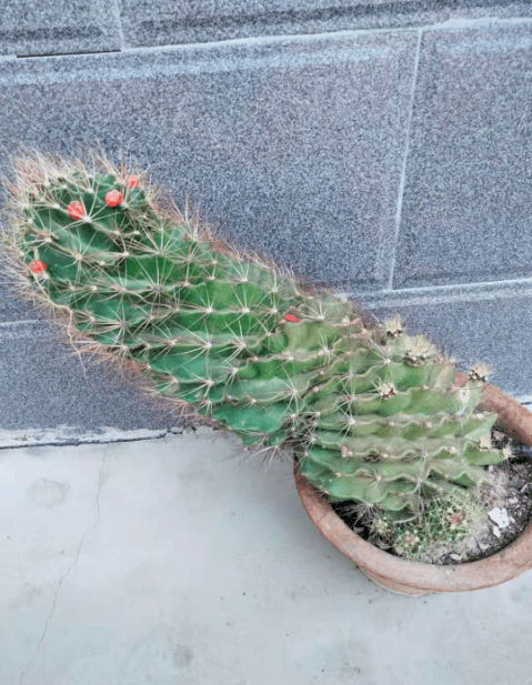 晒图| 养了十年的老龙王球长在小花盆里