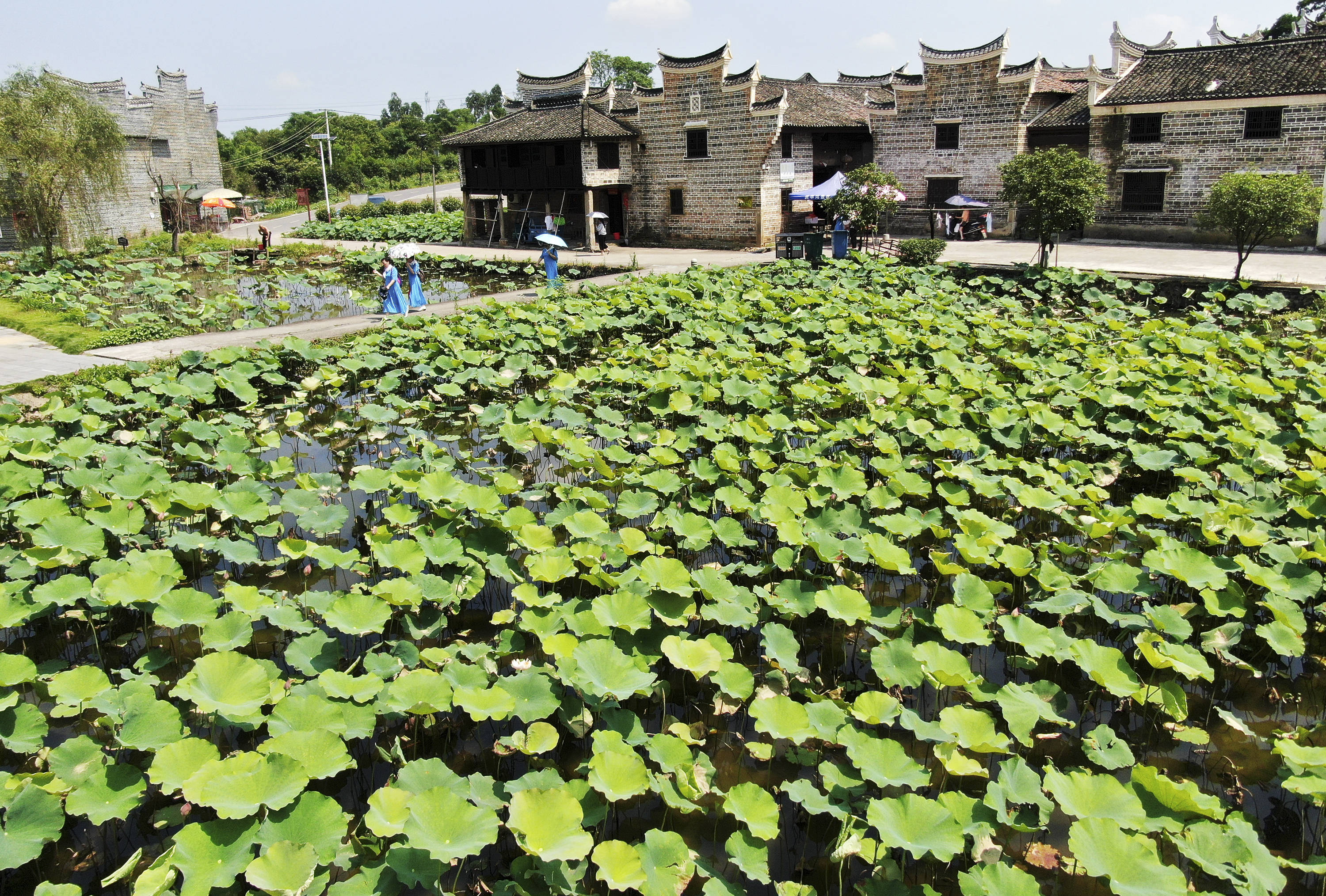 湖南资兴:古村荷香引客来