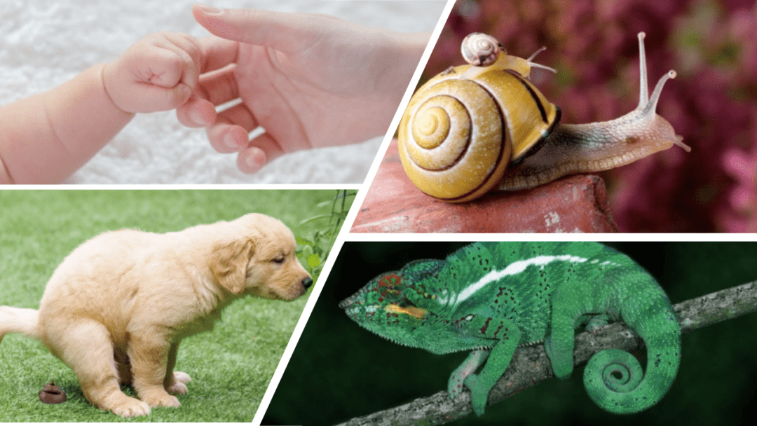 着共同的特点:它们都拥有符合黄金比率的完美螺旋形状——"黄金螺旋"