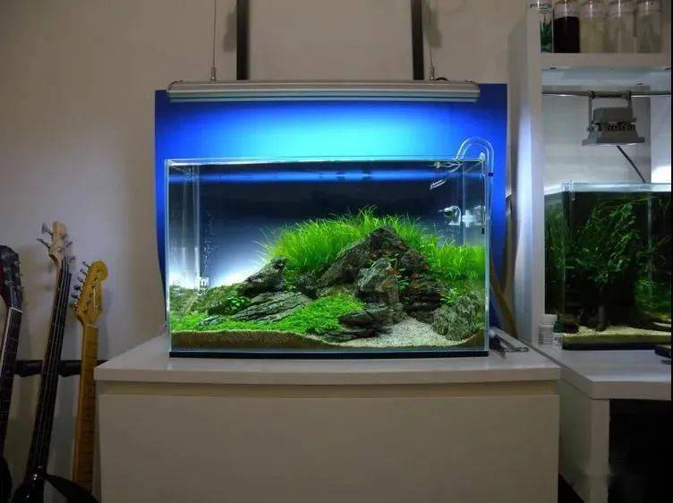 草缸到最后简简单单才是真