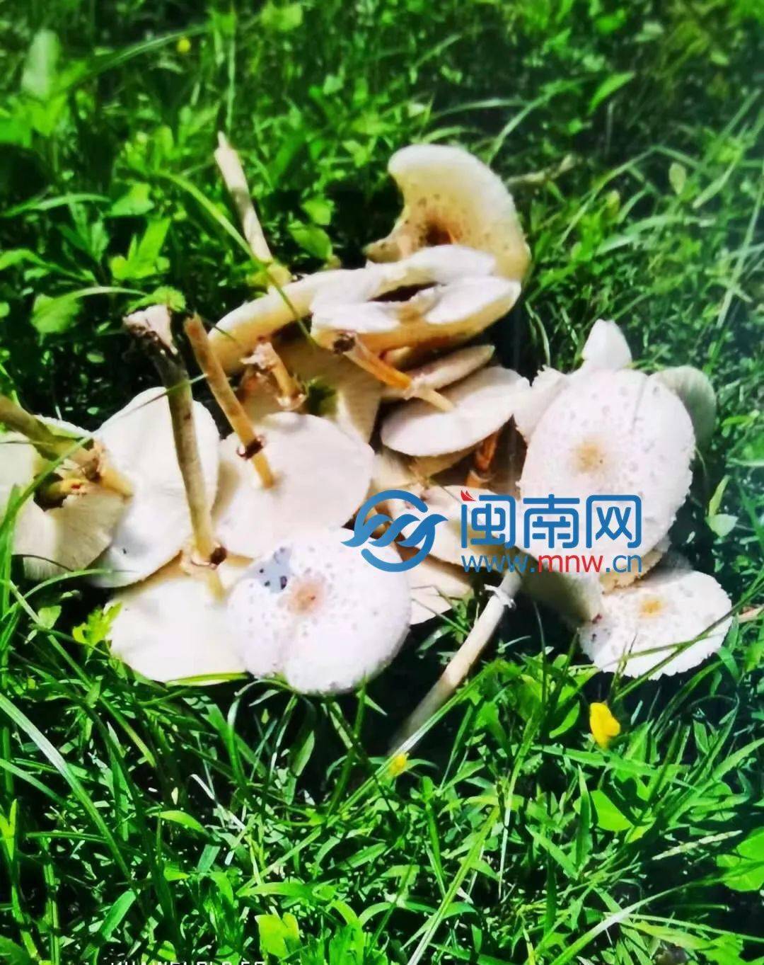 丽丽和朋友在野外采的蘑菇