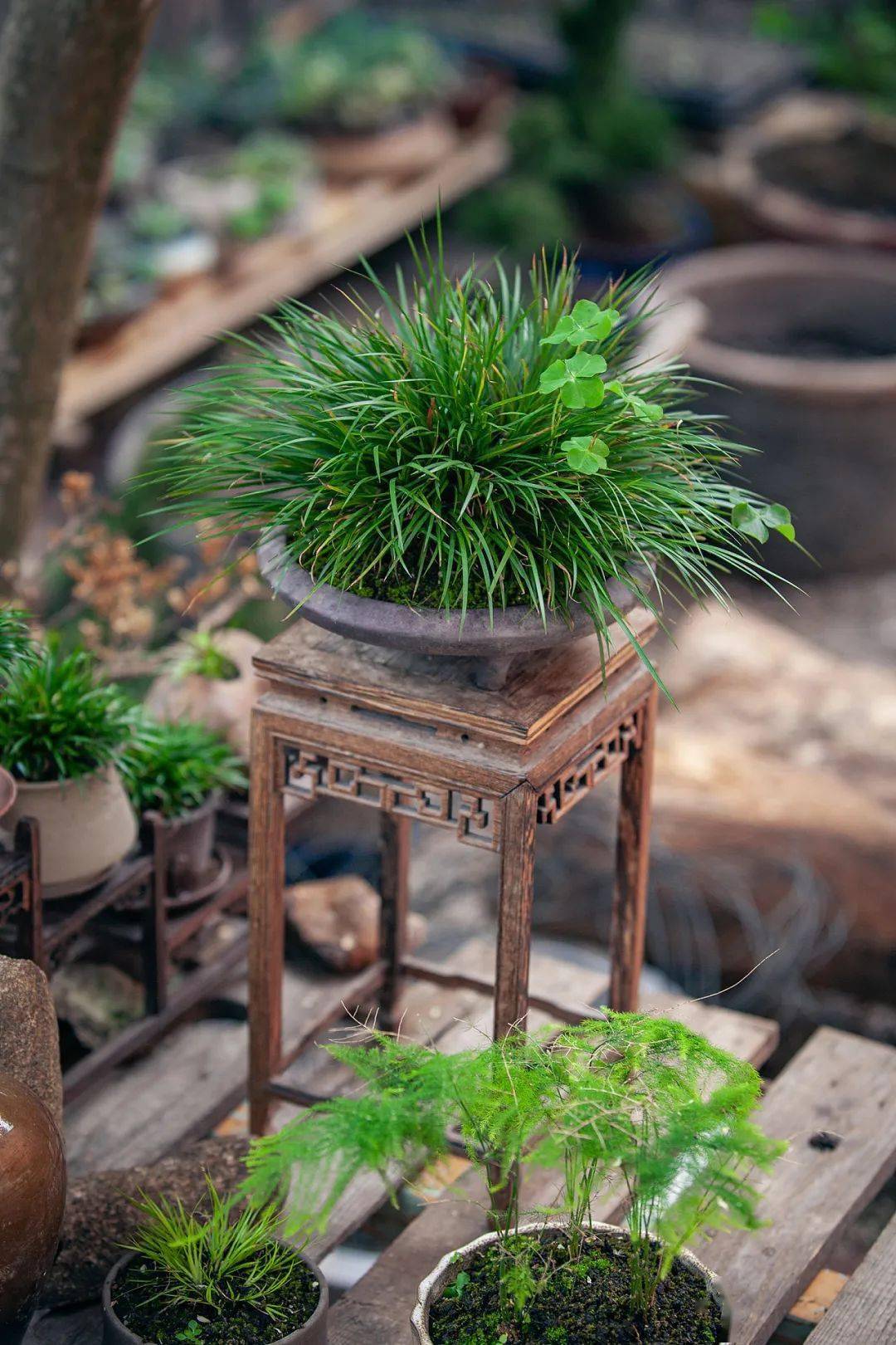 君子好风雅雅石配菖蒲