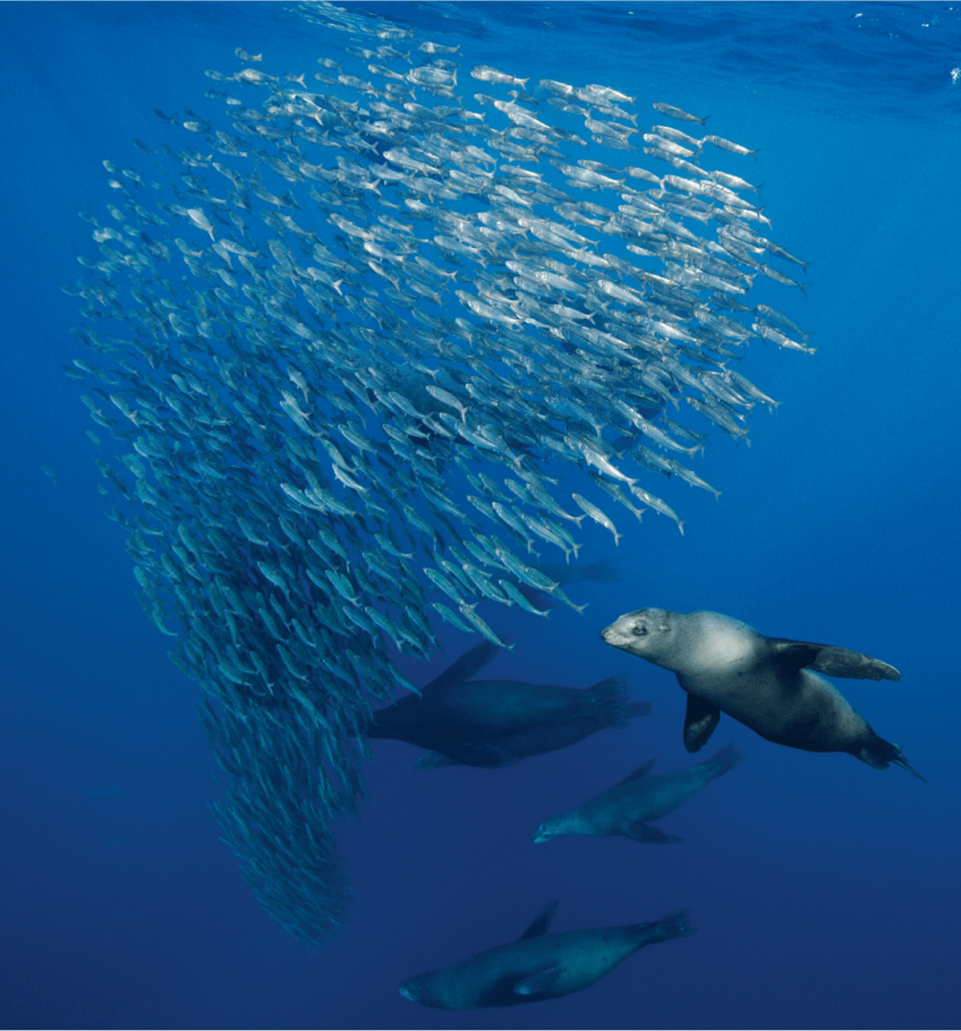 海洋日保护海洋生物多样性从海洋生态预警监测做起