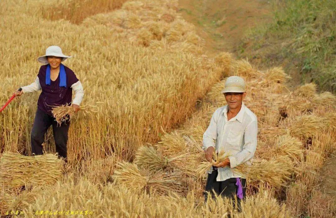 麦收时节的记忆