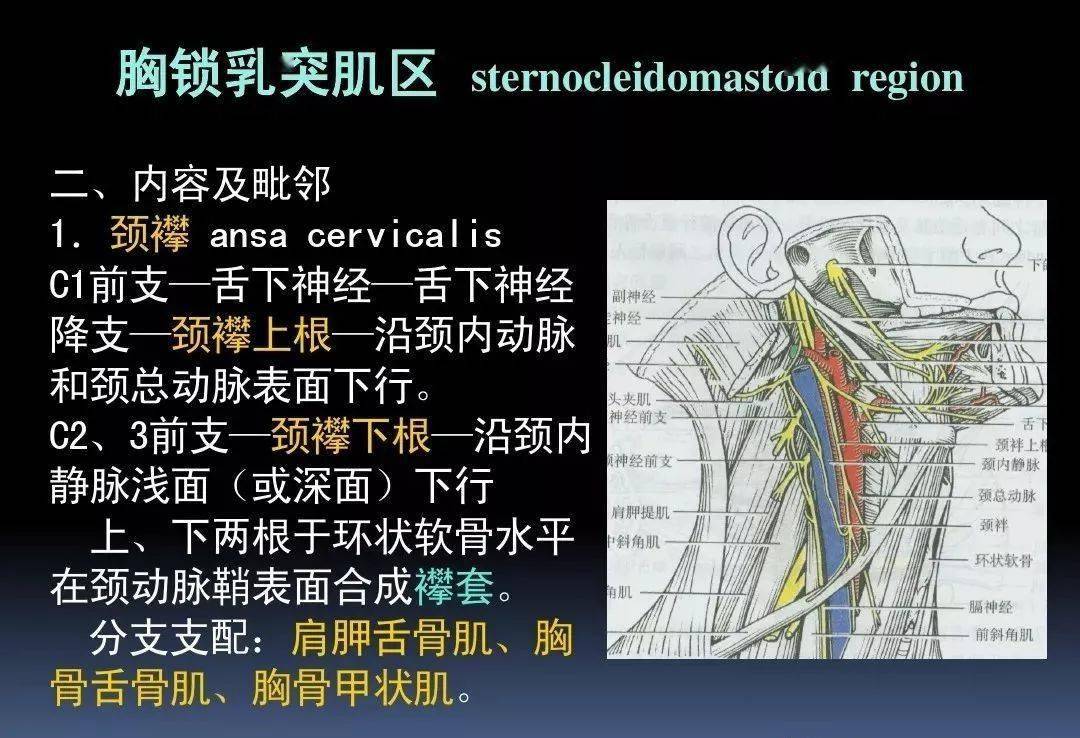 課件3d動畫詳解頸椎結構頸部解剖